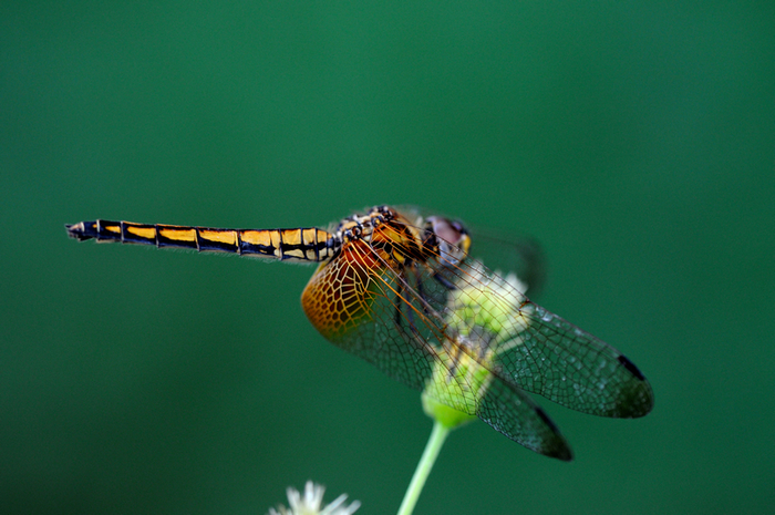 http://i.dcview.tw/gallery/201208/c3d1b3ec82beb622947767de61fd0e16.jpg