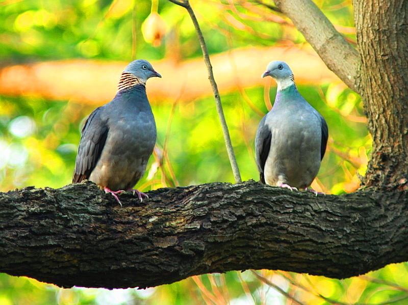 http://i.dcview.tw/gallery/201208/d1e0fc8045f9fa0f3c529b17969390c6.jpg