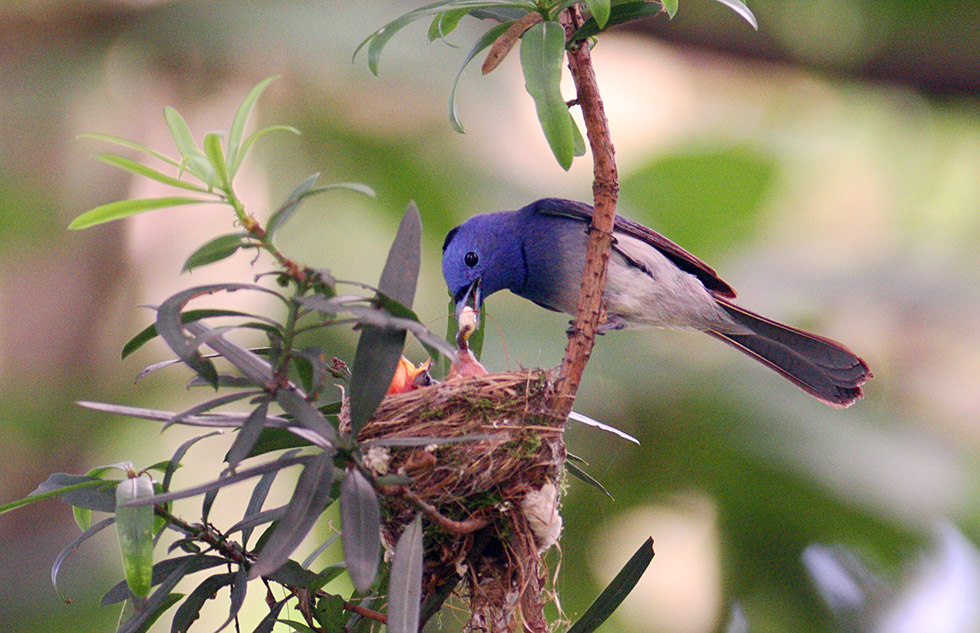 http://i.dcview.tw/gallery/201208/d468bd7c7c722eaabc8a8476306dae8e.jpg