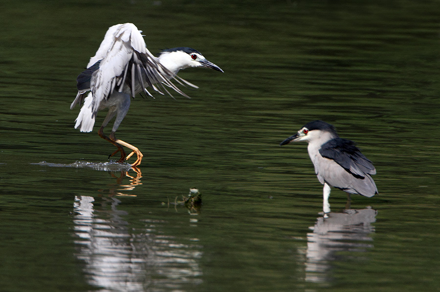 http://i.dcview.tw/gallery/201208/da338545919b5d5de03a421a9a418a16.jpg
