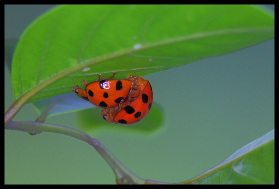 http://i.dcview.tw/gallery/201208/df7022045d8728e98c02c8ee7a08687d.jpg