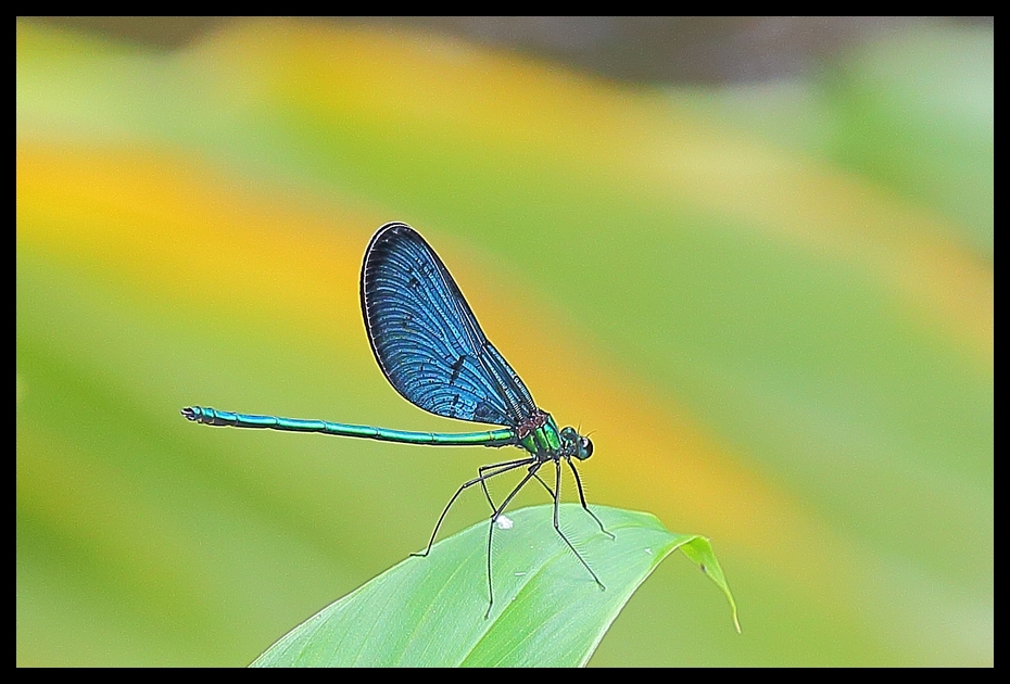 http://i.dcview.tw/gallery/201208/fc9967bfcdf7d2fe741310e125b1134a.jpg