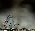 我想上首頁的生態集~~