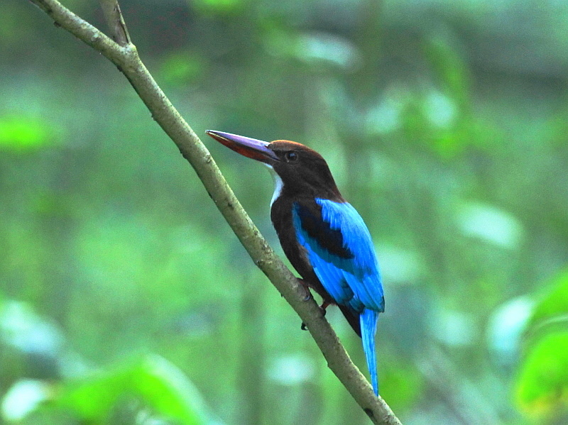 http://i.dcview.tw/gallery/201209/2d4ed49f9f6236c61503e5f2df474393.jpg