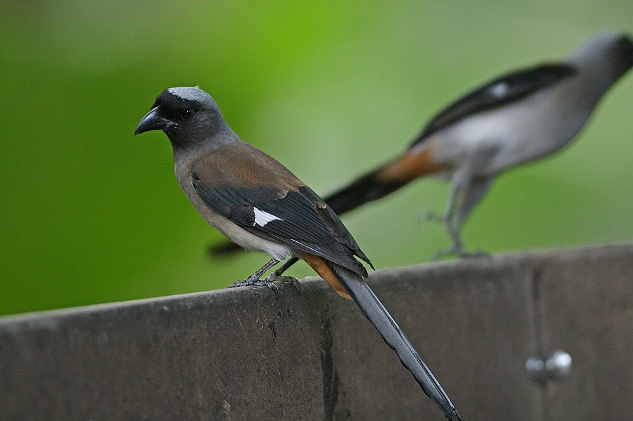 http://i.dcview.tw/gallery/201209/2e2cb1012a4ff69d87991b19fa504f20.jpg