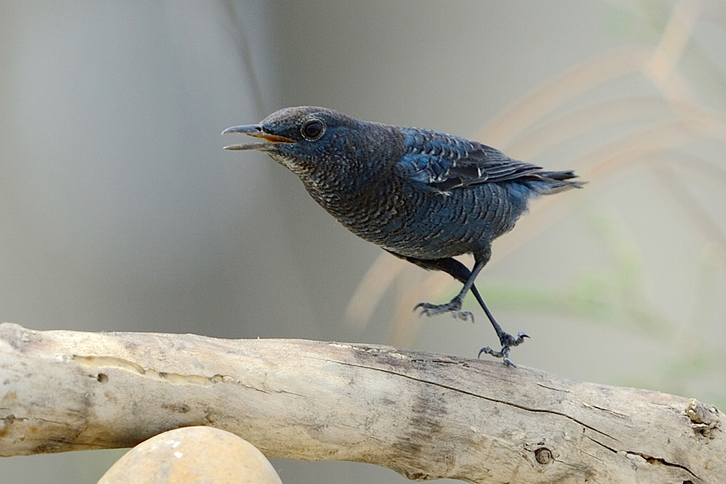 http://i.dcview.tw/gallery/201209/4ff11fc5f32188356cad43bdb909f6fa.jpg
