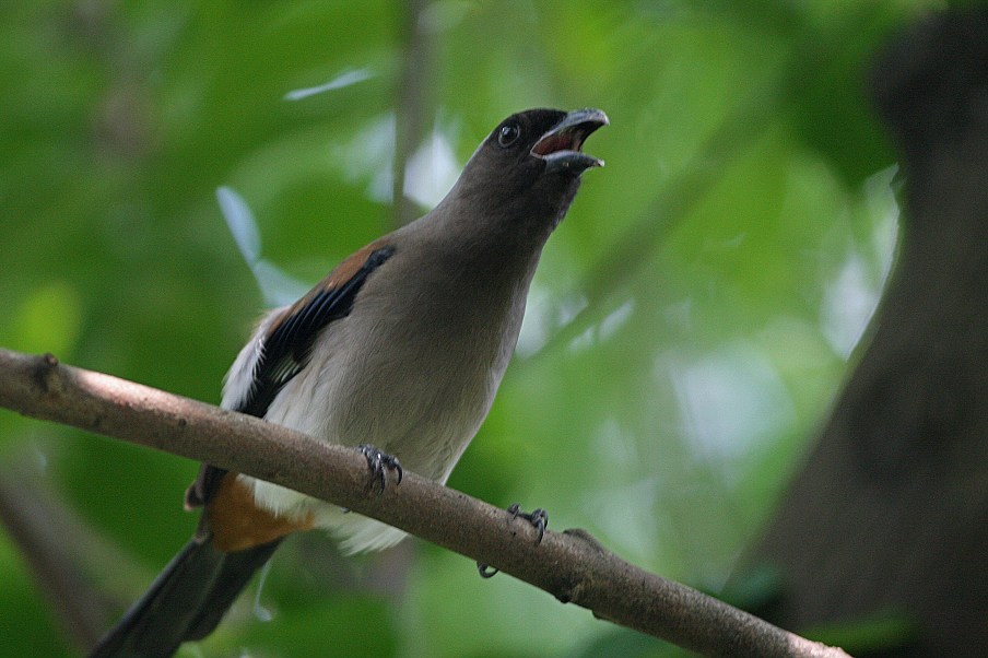 http://i.dcview.tw/gallery/201209/593a29da40ae55d6a196cb3d8681b096.jpg