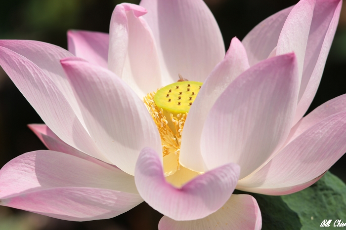 http://i.dcview.tw/gallery/201209/5ac4f5a30bb9ad77689a6e858bf6ced7.jpg