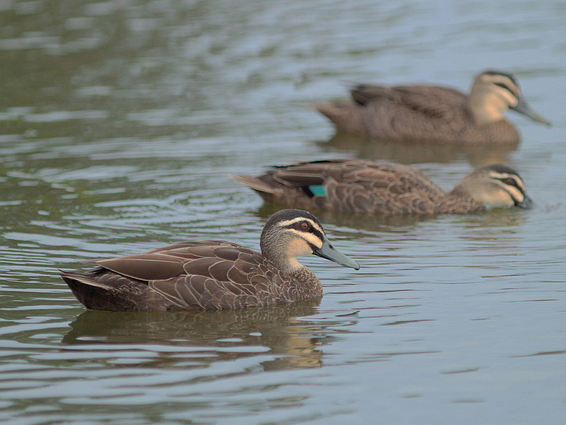 http://i.dcview.tw/gallery/201209/6a22472354d710434a5be4cfb34172d8.jpg
