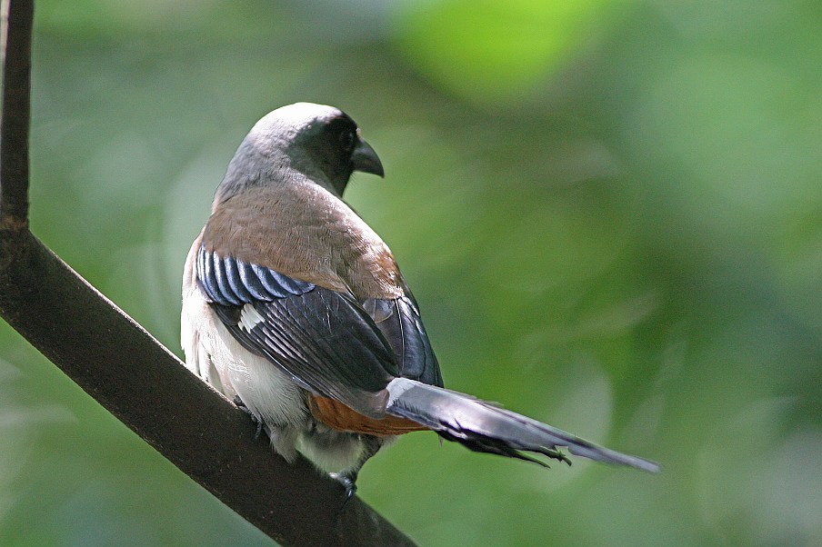 http://i.dcview.tw/gallery/201209/7711562571a1eb0b51361bc3b2478b33.jpg
