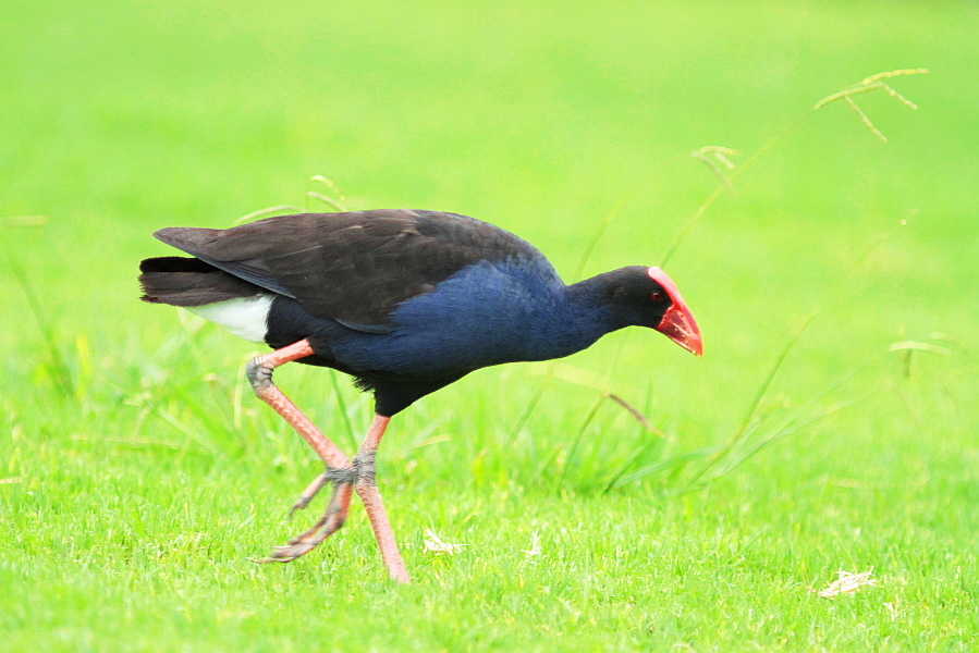 http://i.dcview.tw/gallery/201209/99c9822aa4367dc4e0cbc5081aaf1055.jpg