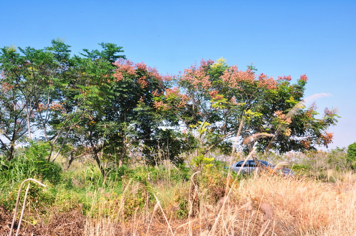 http://i.dcview.tw/gallery/201209/9ae397e110e08cea2d0f1c4e0d0d9611.jpg