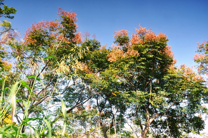 http://i.dcview.tw/gallery/201209/acf5743780863e03f242eaa069e908d5.jpg