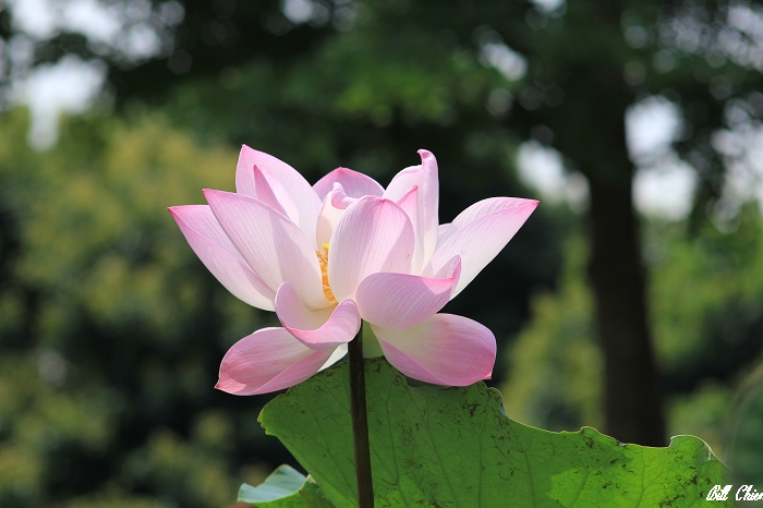 http://i.dcview.tw/gallery/201209/c02254930cb98cb64aabbeaeb9138af1.jpg