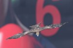 海洋廣場盛情演出