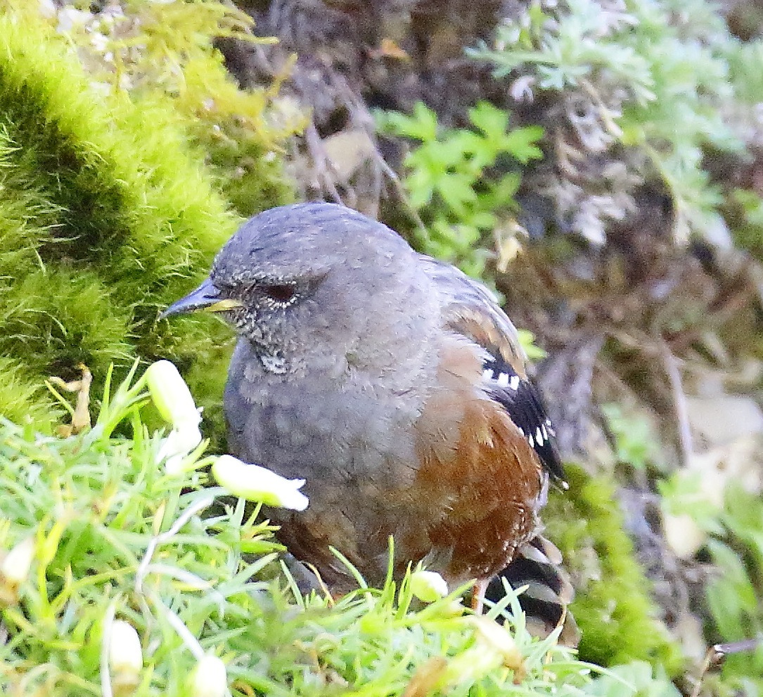 http://i.dcview.tw/gallery/201209/e2780c74c18c400d88eee46c5ad90a60.jpg