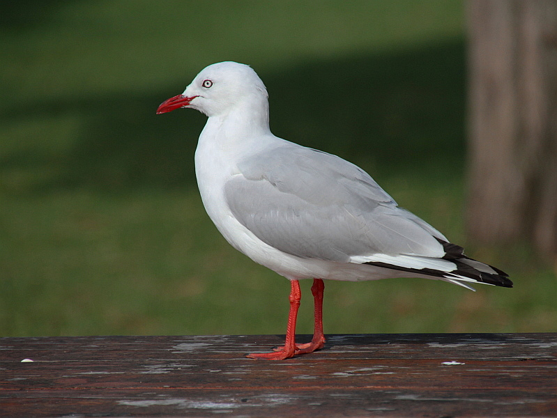 http://i.dcview.tw/gallery/201209/fb7de7c55f54c0f08a9b14f37206e6c3.jpg