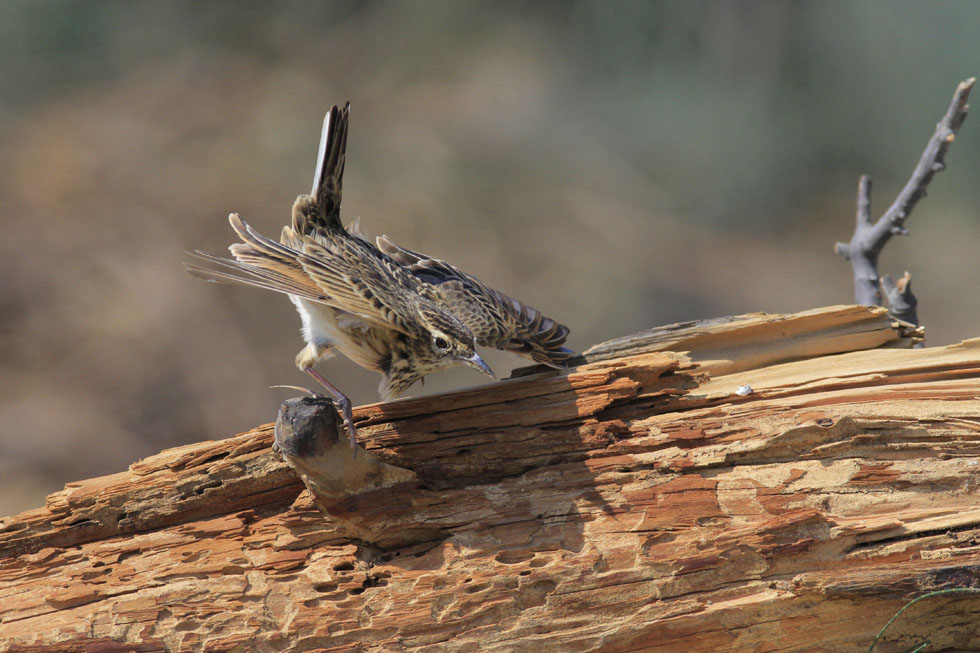 http://i.dcview.tw/gallery/201210/0ef09e9492ba17792591334e7a631692.jpg