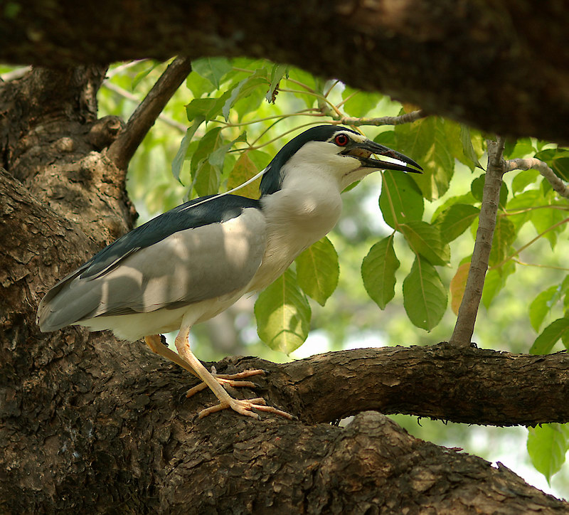 http://i.dcview.tw/gallery/201210/1c1ce8e82f754698679f62099c53c8c9.jpg