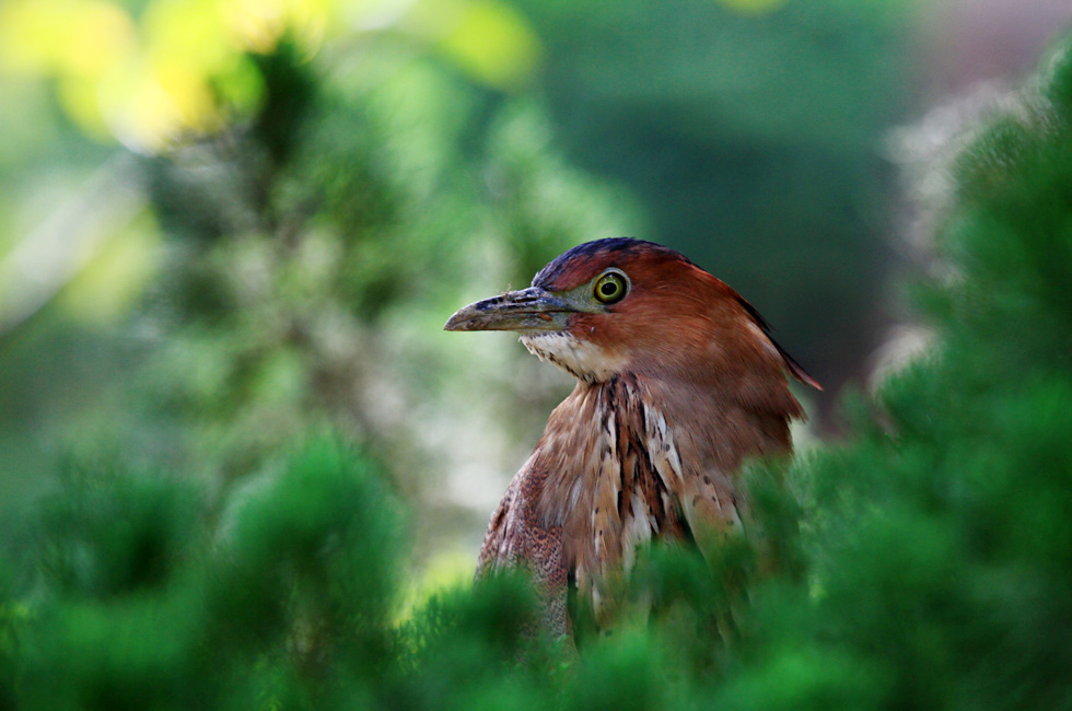 http://i.dcview.tw/gallery/201210/4459466294372ec6dd2d56676a8d33d8.jpg