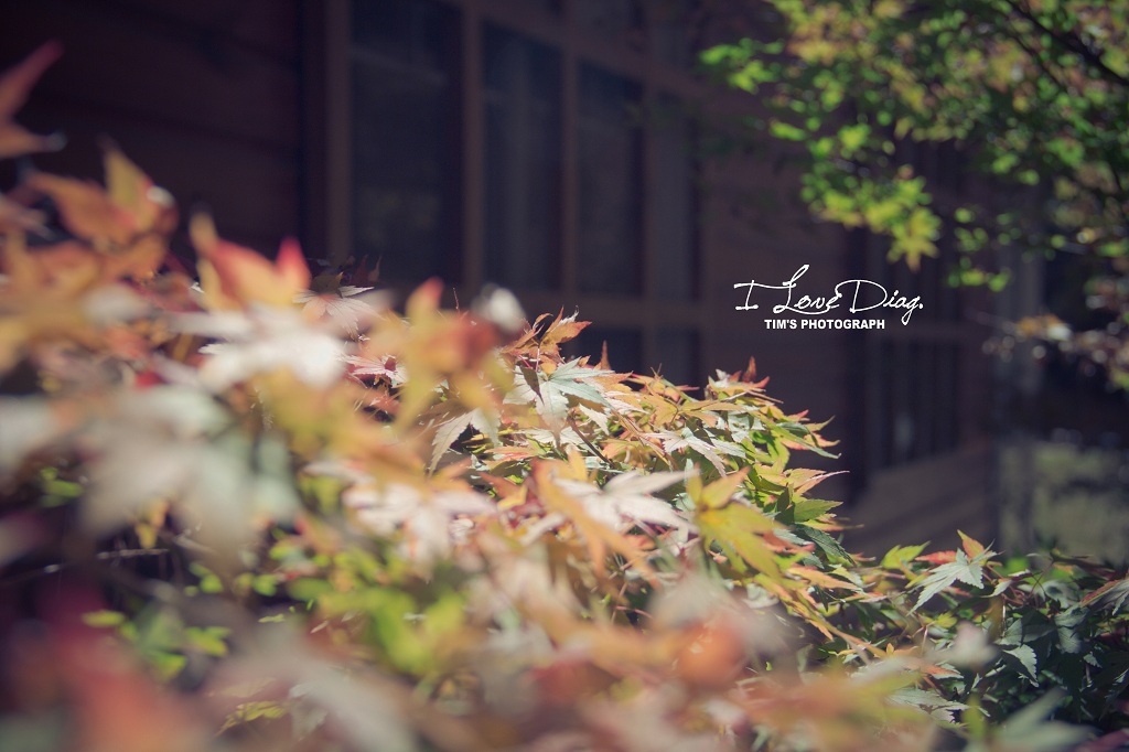 http://i.dcview.tw/gallery/201210/50216b56a704c6f0b7f8f57ba73b0ed9.jpg