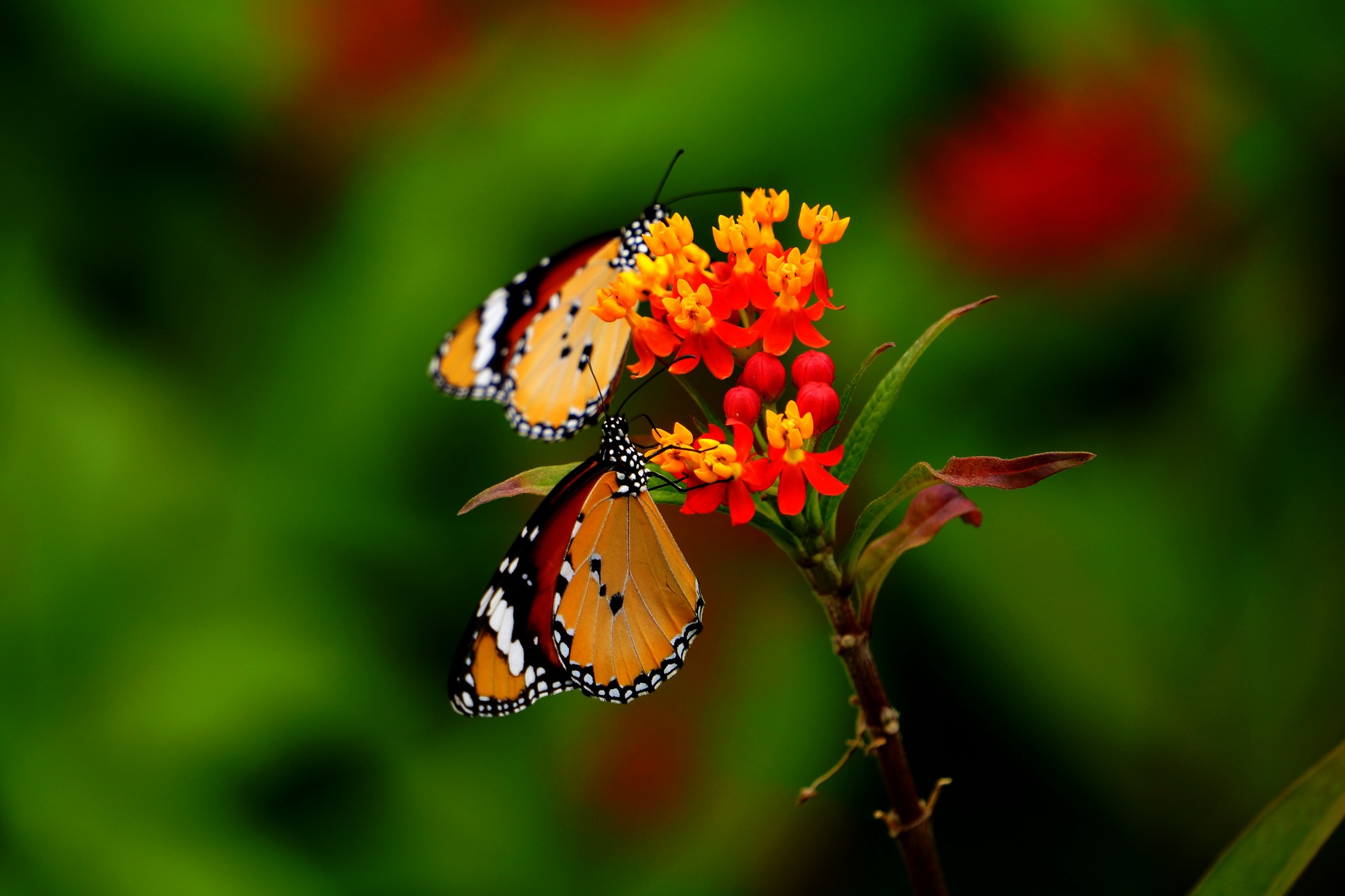 http://i.dcview.tw/gallery/201210/5f4d832816503bda6e3ac87e147c39a2.jpg