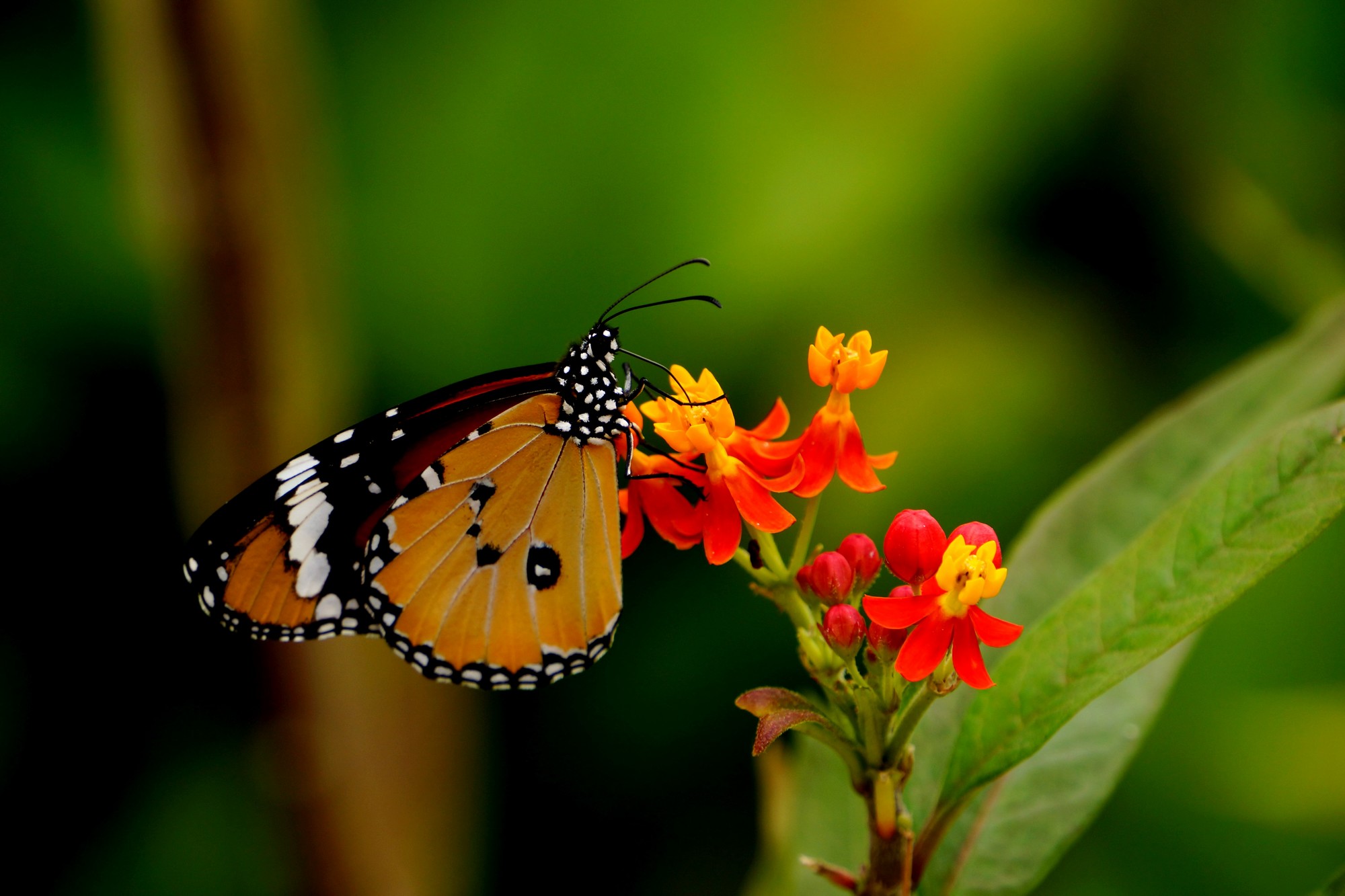 http://i.dcview.tw/gallery/201210/794a58964a742fb82102981077b8baf6.jpg