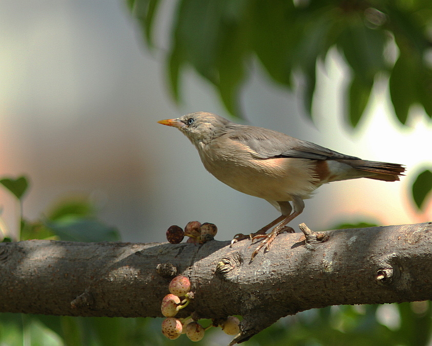 http://i.dcview.tw/gallery/201210/8720bc56a6cf2aa8767487e61ed791f8.jpg