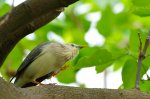 灰頭椋鳥