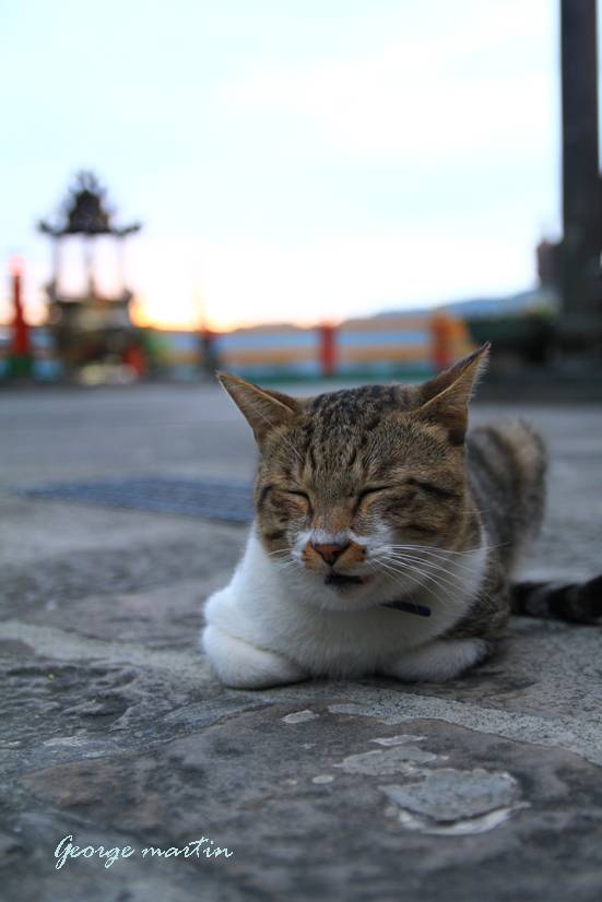 http://i.dcview.tw/gallery/201210/a7b14a2cf98c4e08da0e14bb9731d6cd.jpg