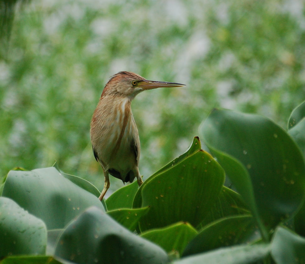 http://i.dcview.tw/gallery/201210/c9d4f1ae6271da0c3a906176773be7b4.jpg