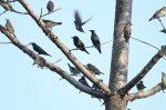火紅雙眼輝椋鳥