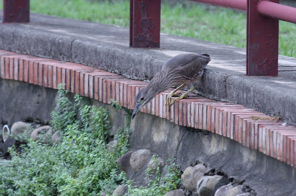 http://i.dcview.tw/gallery/201211/26018b3d940d19c9e8e96305022dd37c.jpg