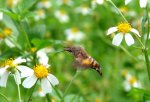 牠不是蜂鳥 牠叫 長喙天蛾 (舊)