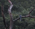 雨濛濛  鳥朦朧