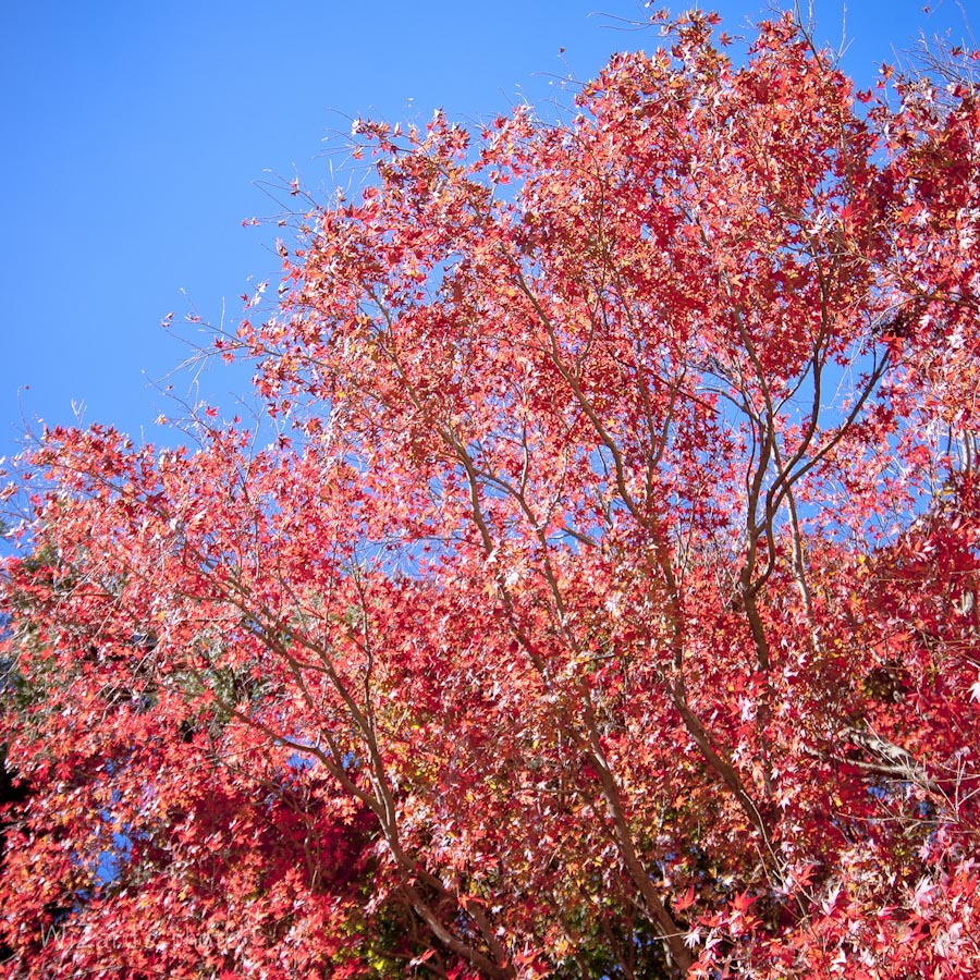 http://i.dcview.tw/gallery/201211/5efd3e0c1730933f26f260d8eca082fa.jpg