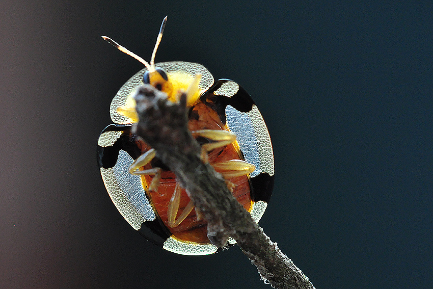 http://i.dcview.tw/gallery/201211/64aeae4ec58cf78b35537cd7f1af2f72.jpg