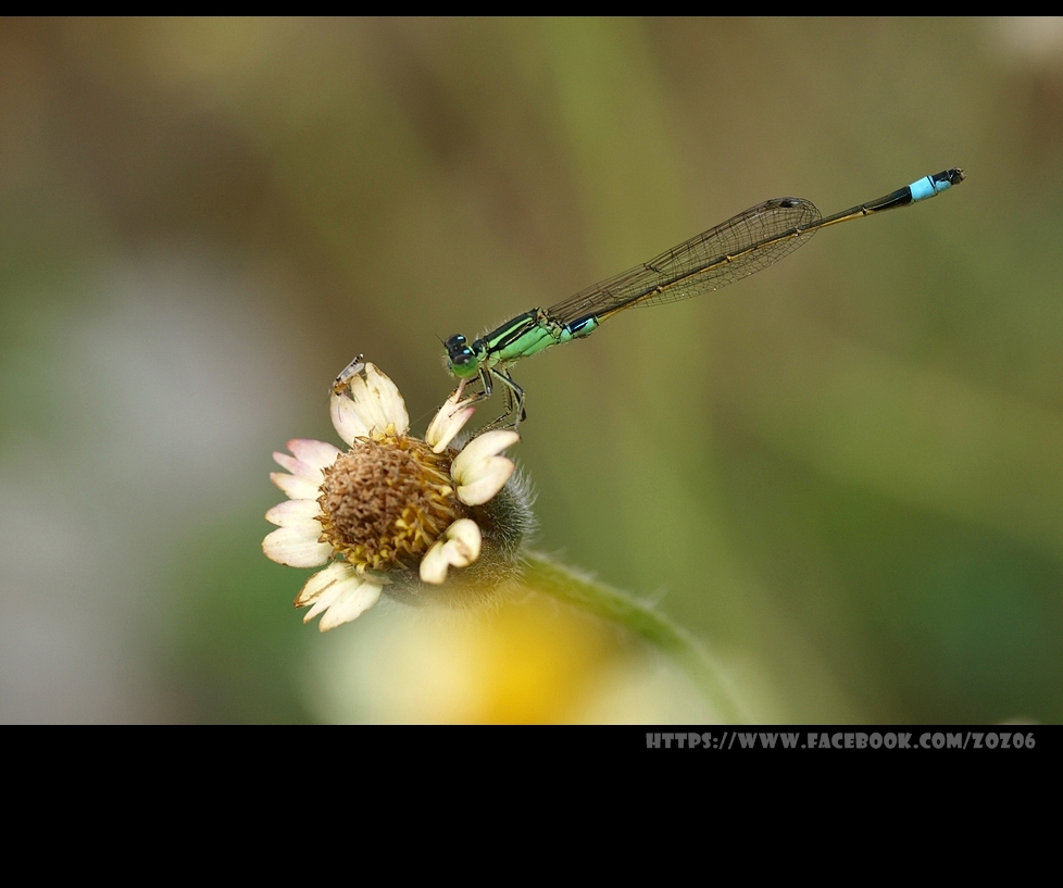 http://i.dcview.tw/gallery/201211/705ad04bcb822a1c3eb8f1f81789fa7b.jpg