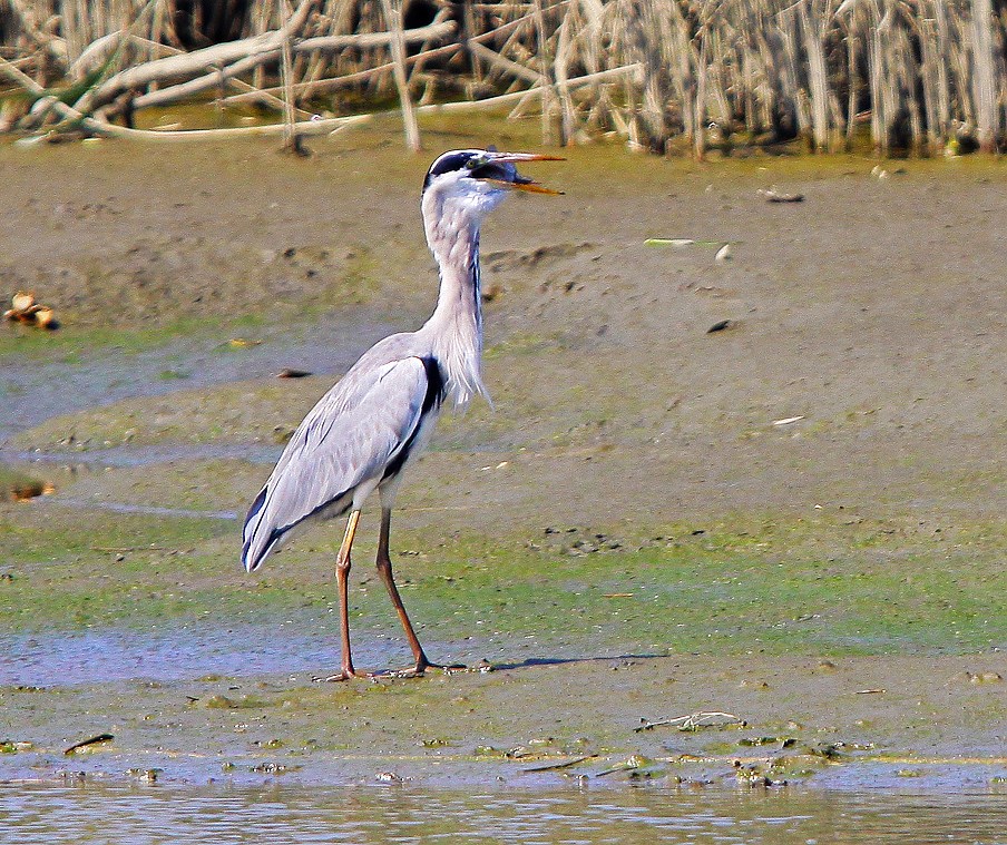 http://i.dcview.tw/gallery/201211/7f41ab6c5b937d0075d6bae959f73171.jpg