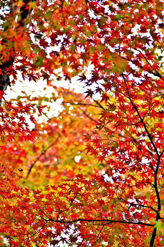 http://i.dcview.tw/gallery/201211/81efa6b32f6d19dd21fc044fb71f915a.jpg