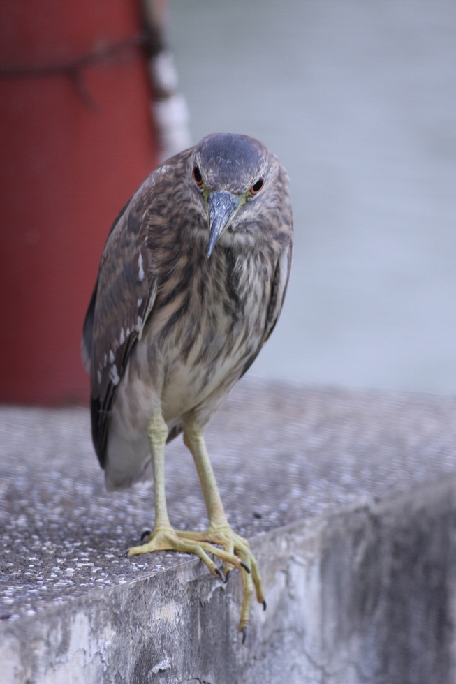 http://i.dcview.tw/gallery/201211/bb8c4cdc377a211800ebb6022bad6f27.jpg