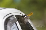 我的車被小黃盯上