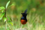 植物園鳥況