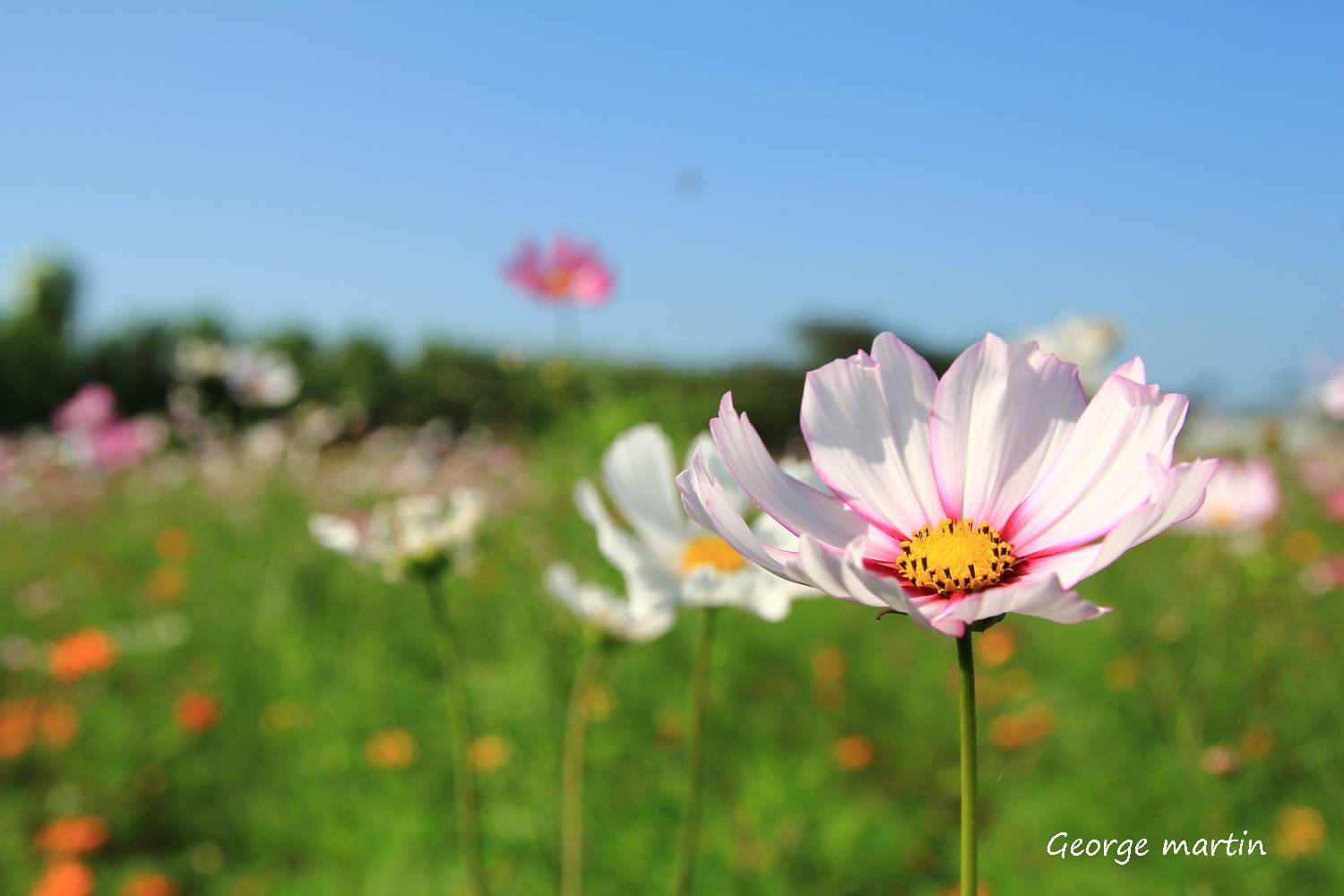 http://i.dcview.tw/gallery/201212/0d1f50ed27865bced64c8a760126182a.jpg