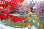 井の頭公園追楓(1)