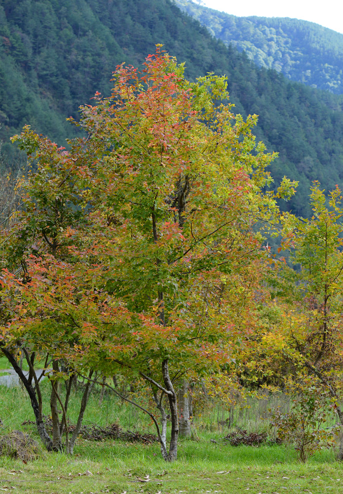http://i.dcview.tw/gallery/201212/1b0c408cafeb31ac33f144a5dda8a950.jpg