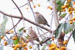 這是什麼鳥？