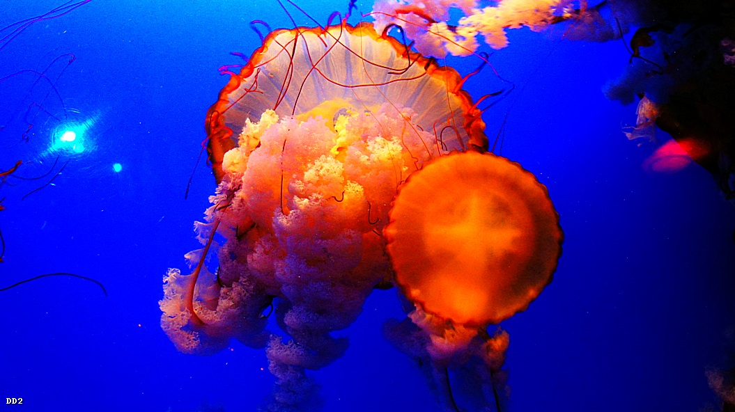 http://i.dcview.tw/gallery/201212/400be44bf087b0ccde5d92717af8bade.jpg