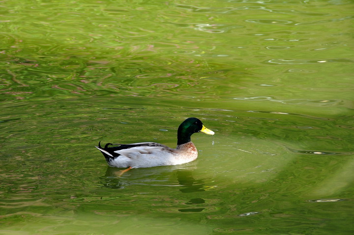 http://i.dcview.tw/gallery/201212/4c369a66bf62963f42548c499f0695ea.jpg