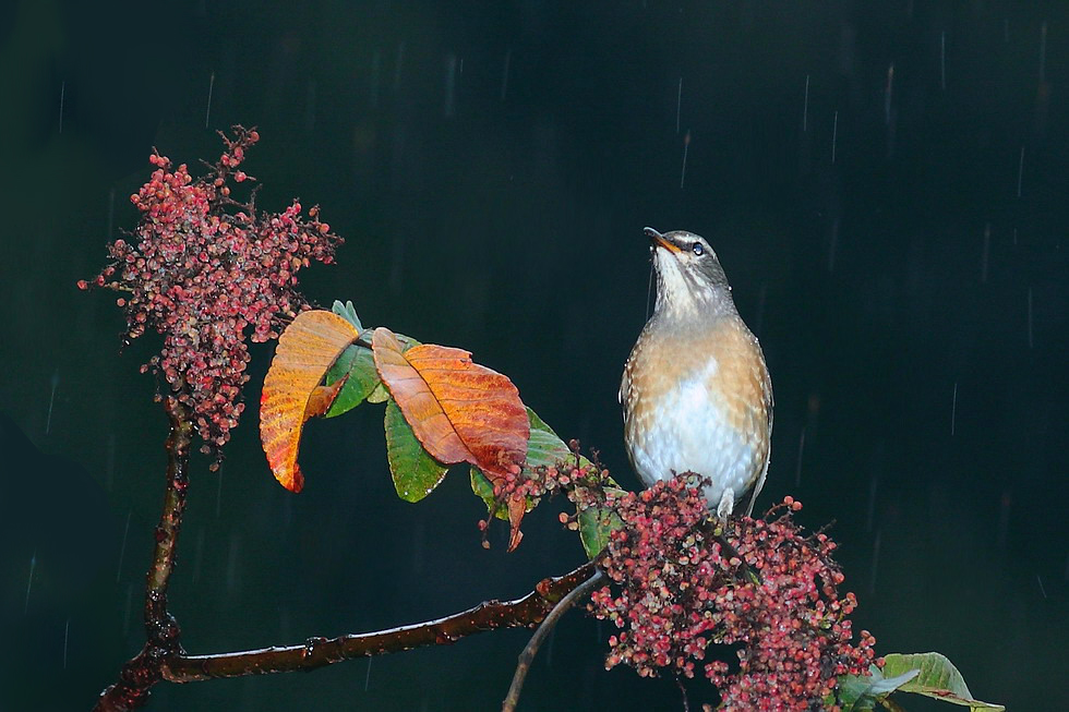 http://i.dcview.tw/gallery/201212/531a65039b01fbe5c7edcbf7b7f3480d.jpg